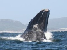 whaleb-2