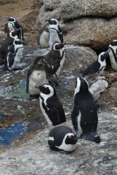 Penguins-boulders-7