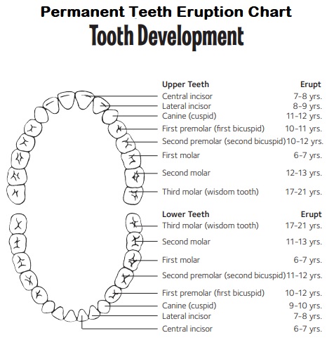 Permanent Tooth Development Chart