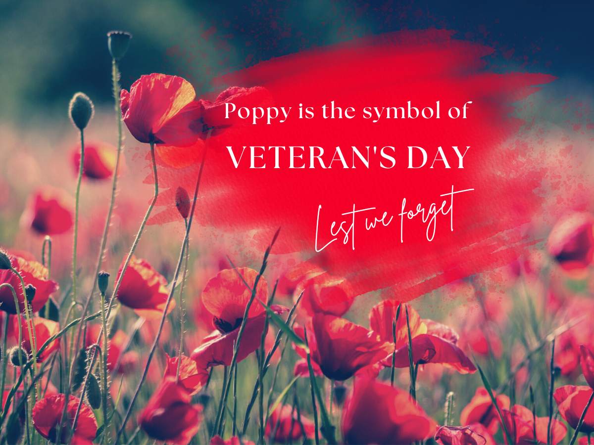 poppy a symbol of Veterans Day