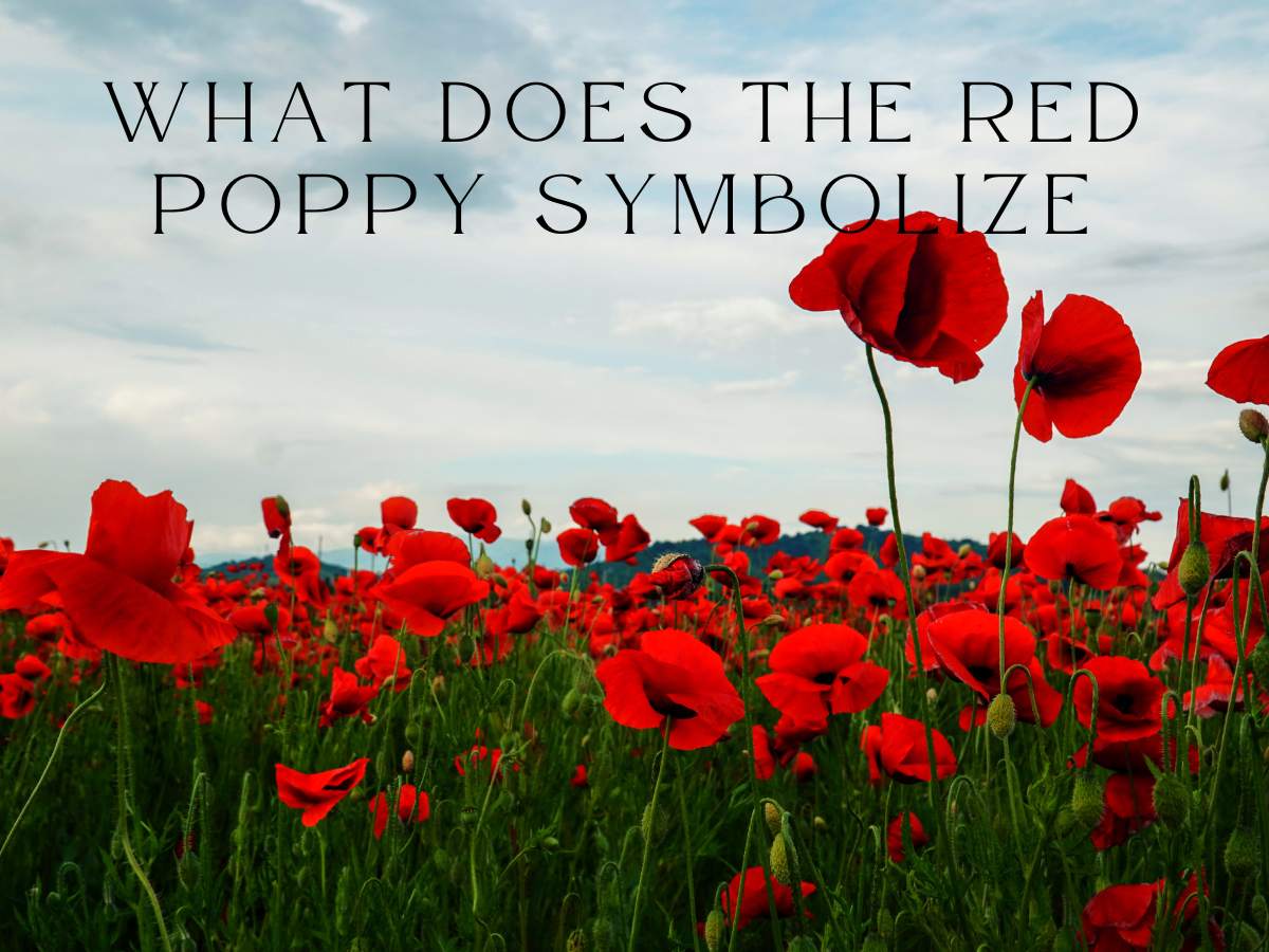 red poppy symbolize