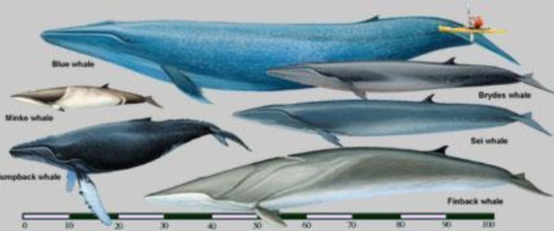 Baleen whales chart 10180 x 450