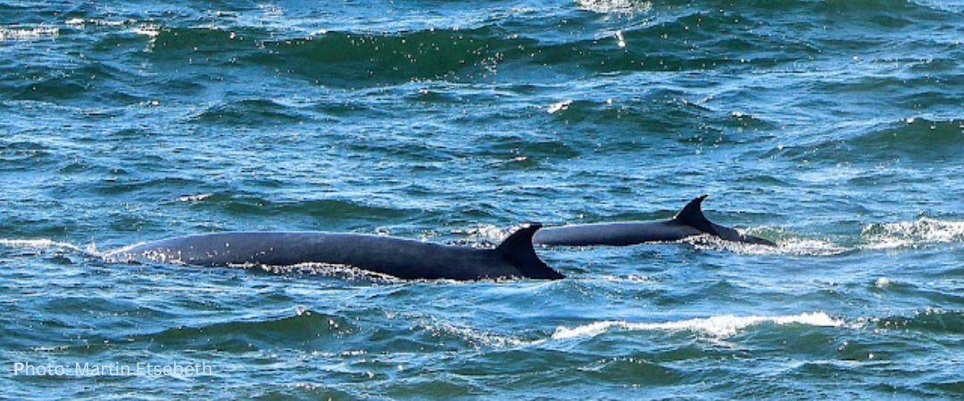Brydes Whale Mother Calf Martin Etsebthe
