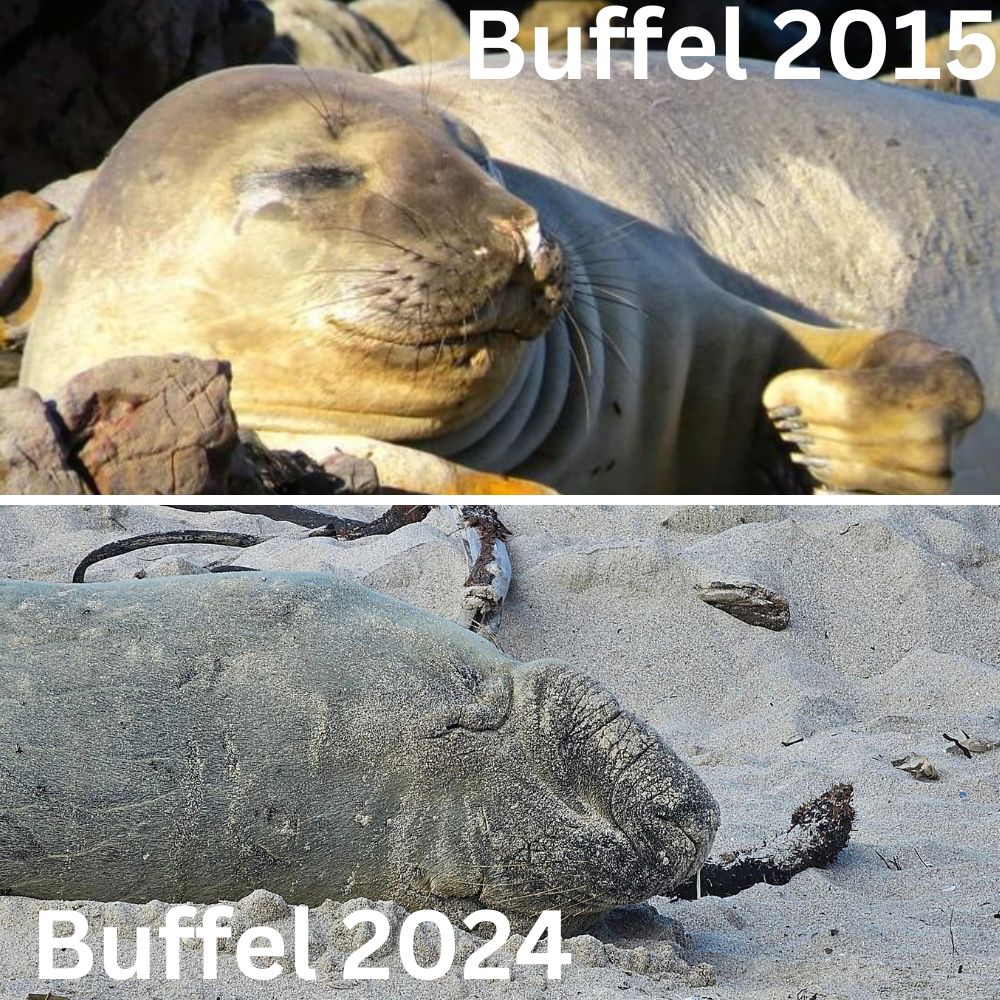 Buffel then now
