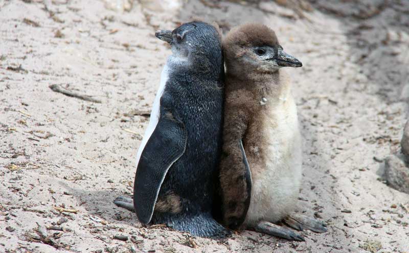 penguin stoneypoint 2chick