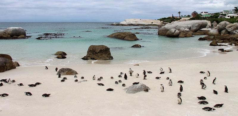 penguins boulderbeach3