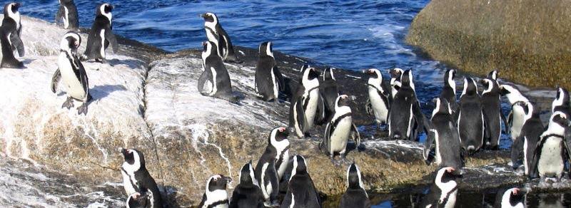 african penguin colony cape peninsular south africa