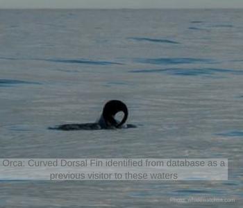 Orca Curved Dorsal Fin