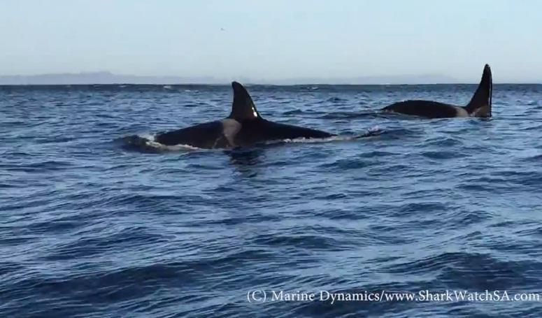 orcas in gansbaai