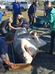 white shark autopsy