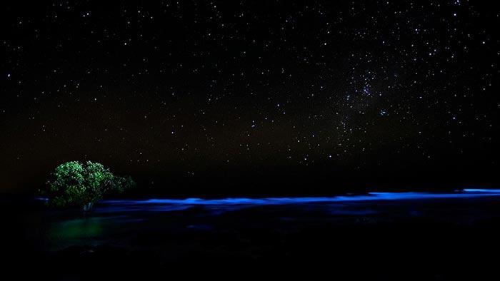 algae bioluminescence lone tree