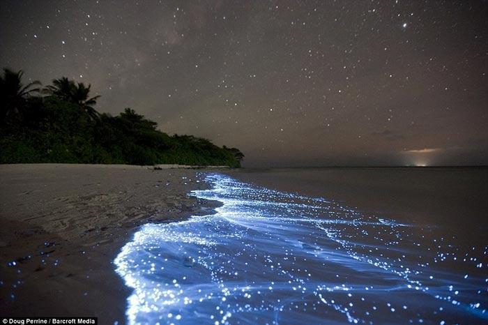 algae bioluminescence sparkling coast