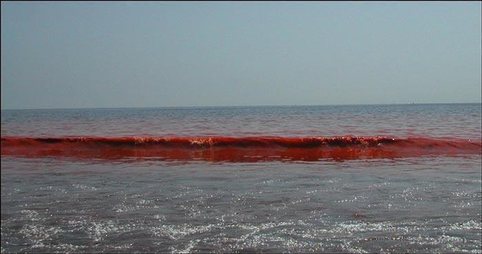 algea red tide waves