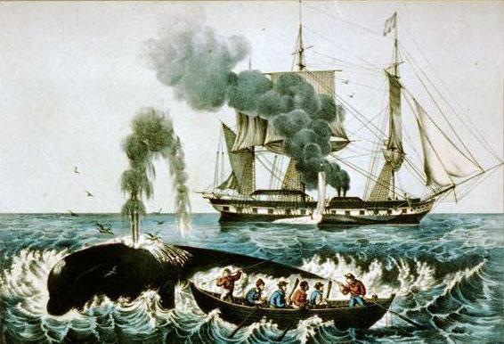 right whale to hunt web