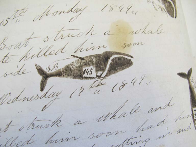 whalinglogWhale illustrated with a stamp in a whaling logbook with the number referring to the gallons of oil from this whale courtesy Marthas Vineyard Museum