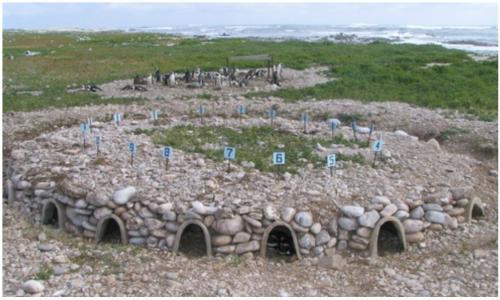 Dyer Island penguin nests 500 x 300