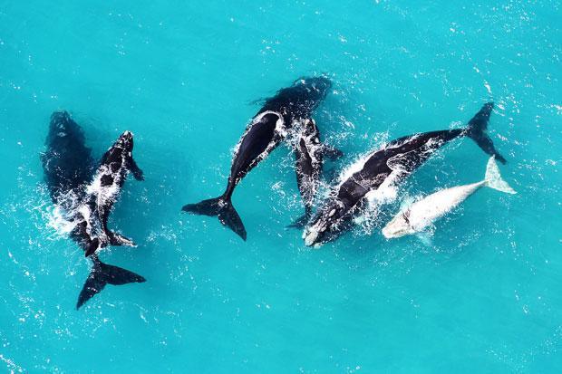 southern right whales spotted from scenic flight 