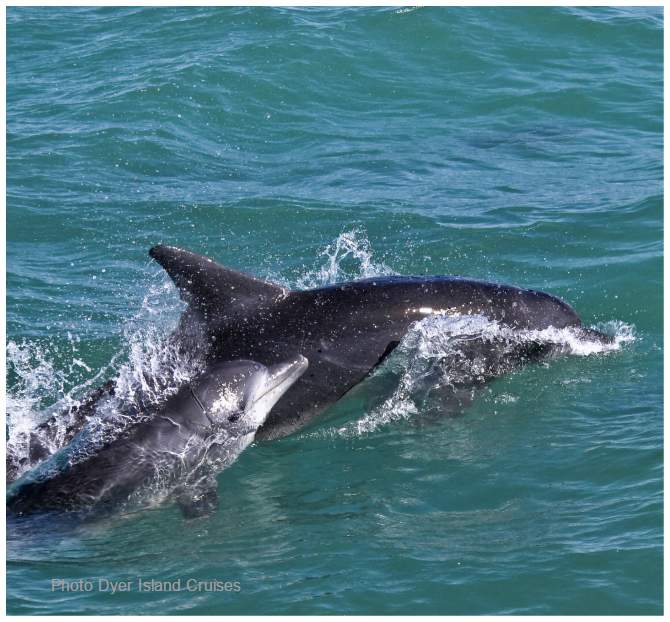 Bottlenose Dolphin mom baby