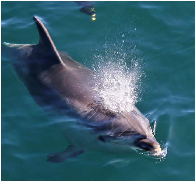 Bottlenose dolphins spouting
