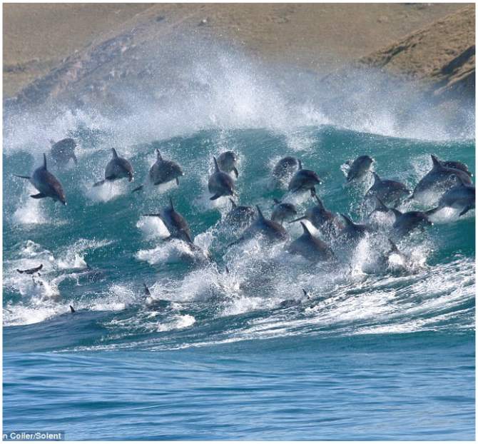 Bottlenose dolphins dive in waves