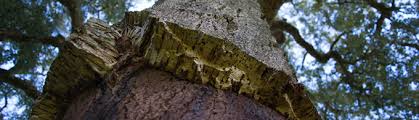 cork bark
