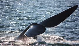whale watching hermanus