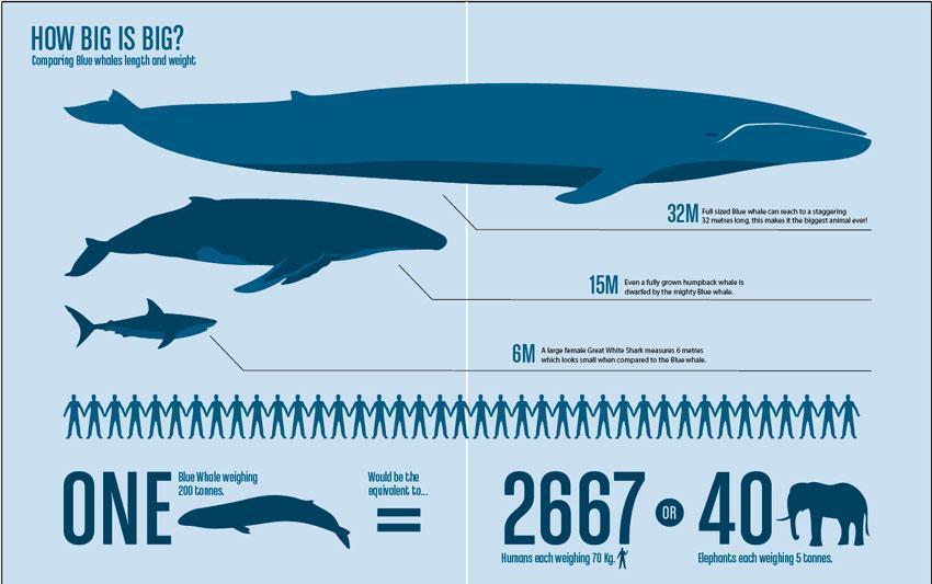 Humpback Whale Size Chart