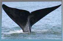 whale-tail