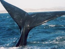 whaleh-1