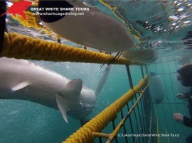 Shark_tour_cage_shark1