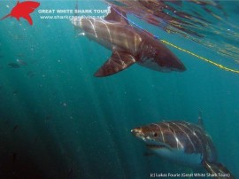 Shark_tour_uwsharks2