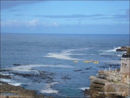 hermanus-photos05