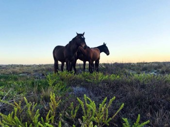 Wild-Horses-Craig1