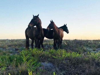 Wild-Horses-Craig8