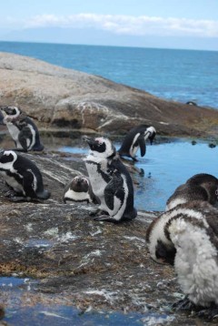 Penguins-boulders-11