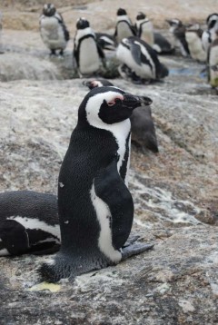 Penguins-boulders-19