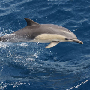 common-dolphin-8