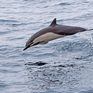 common_dolphins_2
