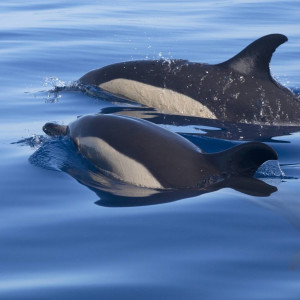common_dolphins_2_2