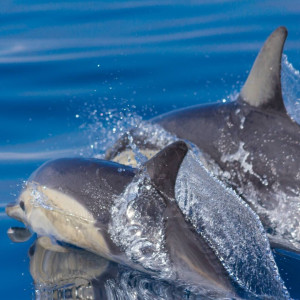 common_dolphins_3