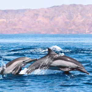 common_dolphins_3_2