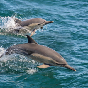 common_dolphins_4_2