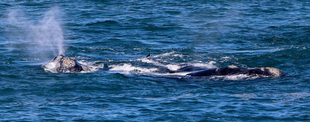 pod of southern right whales