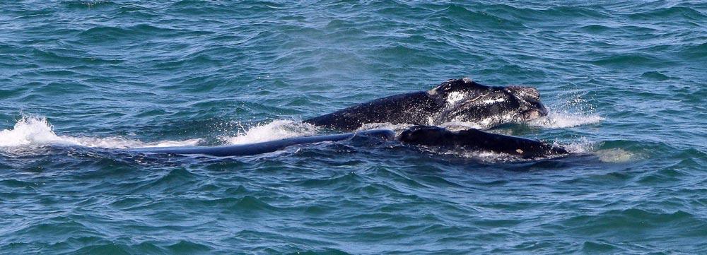 whale swimming