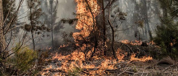 Fire ladders vegetation