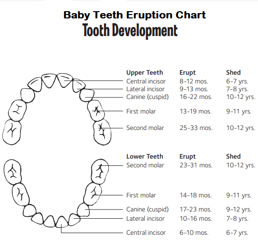 Baby teeth eruption chart