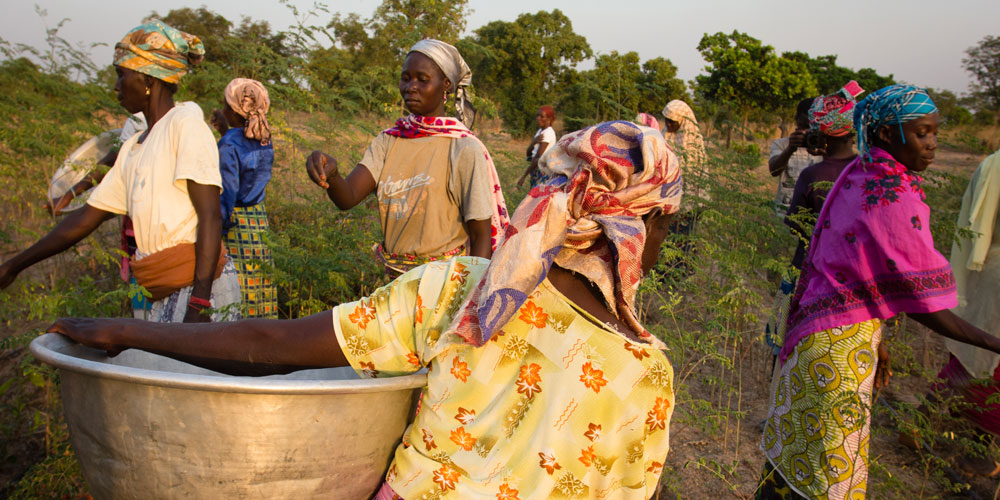 Harvesting Moringa 1000x 500