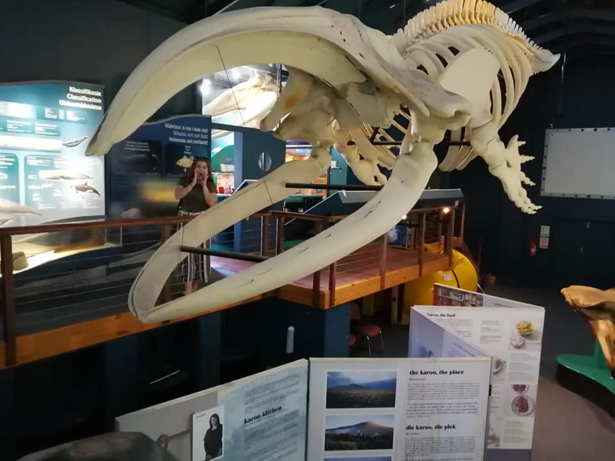 Whale museum