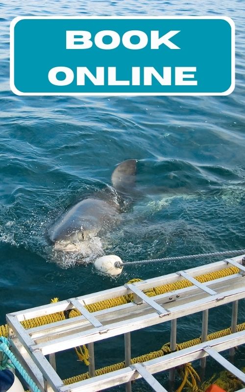 SHARK CAGE DIVING BOOK ONLINE