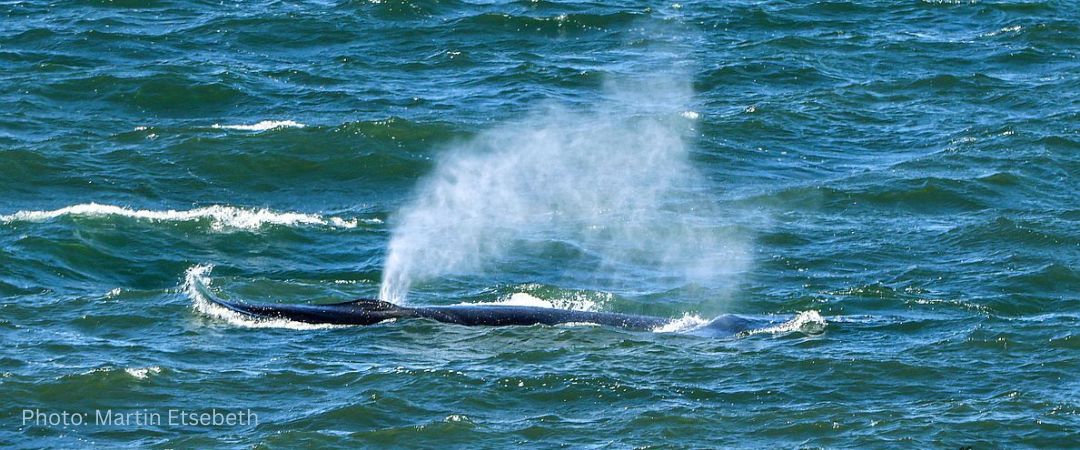 Brydes Whale Blow Martin Etsebeth